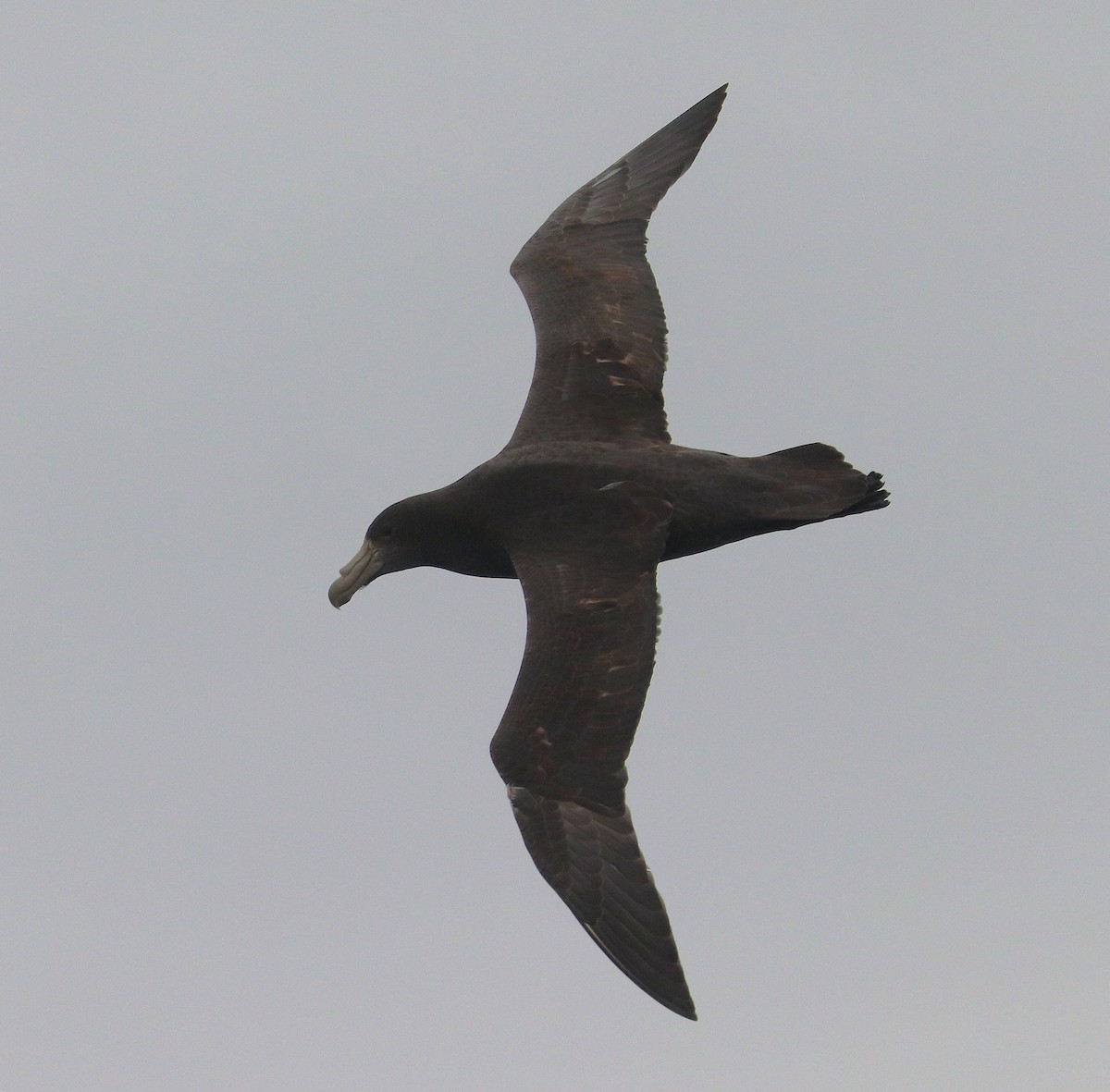 Southern Giant-Petrel - ML645885136
