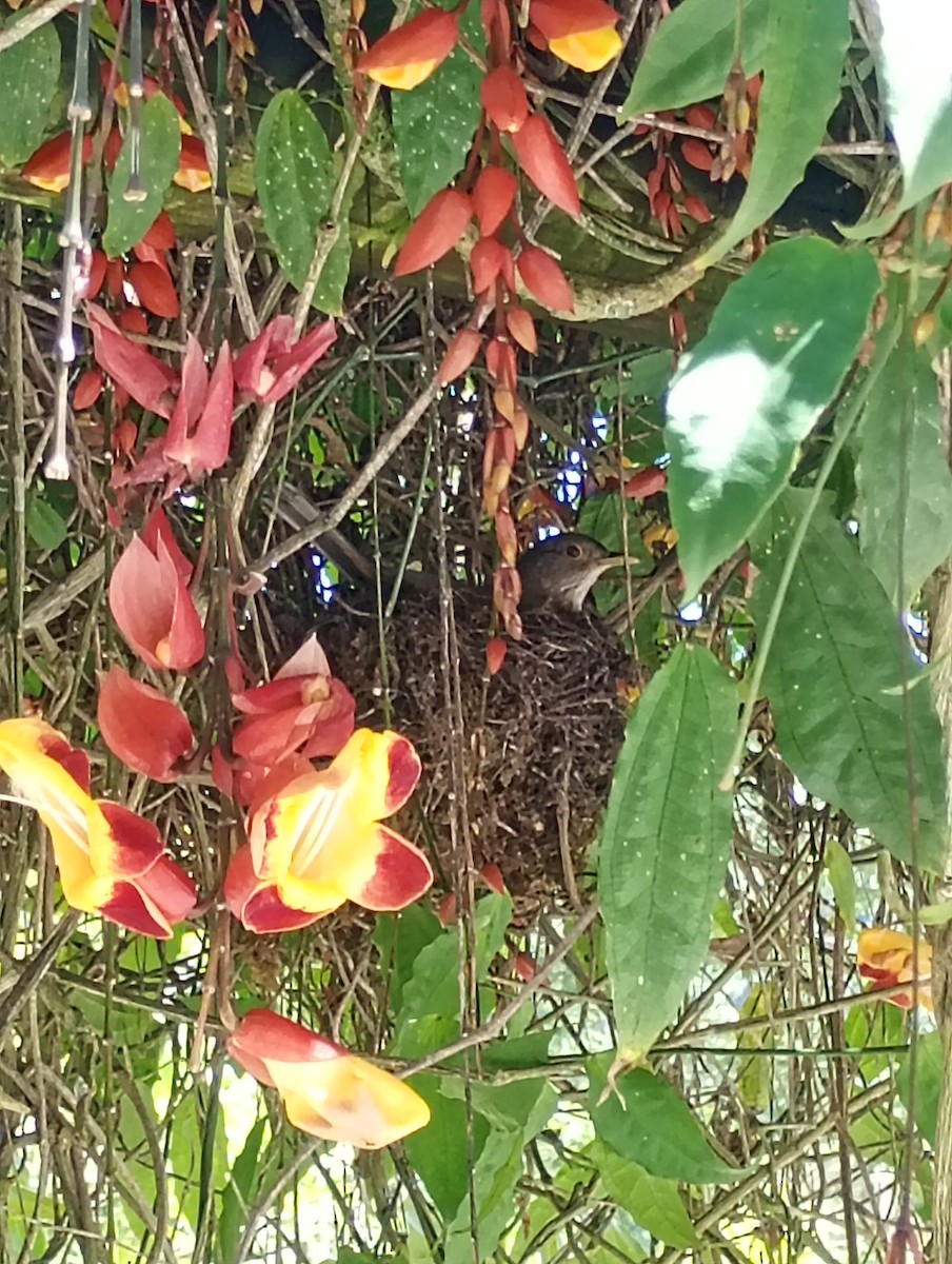 Rufous-bellied Thrush - ML645885137