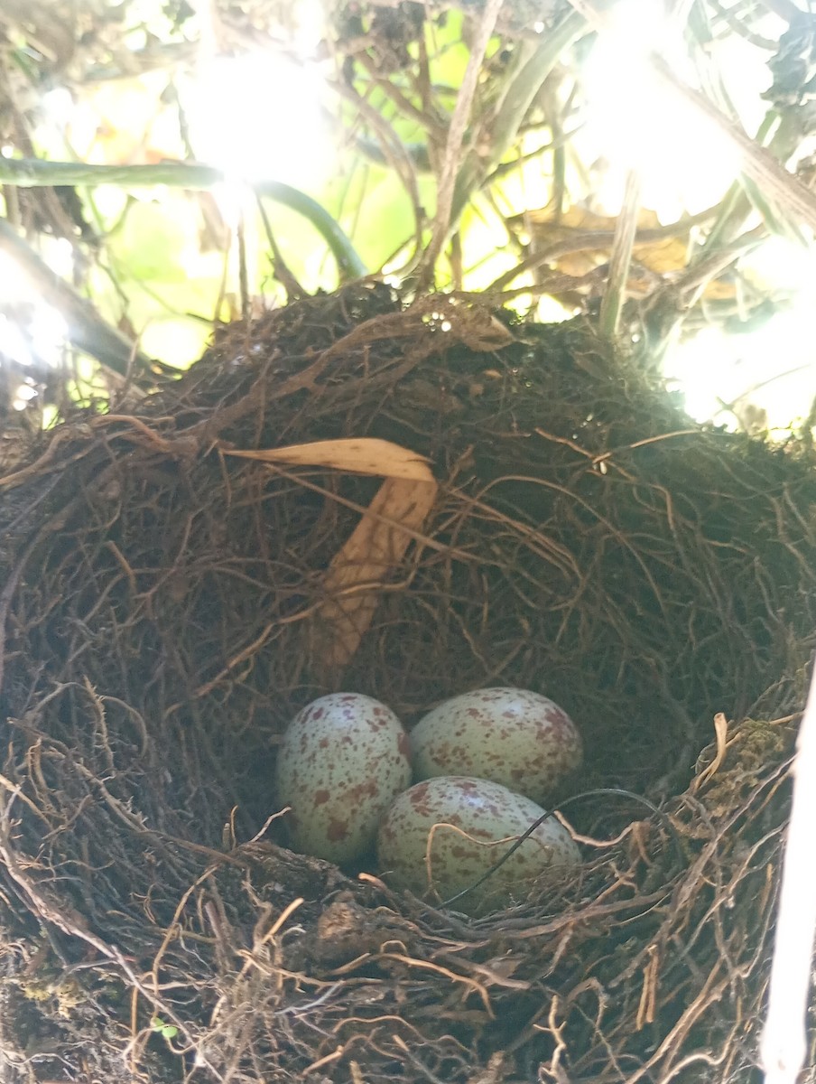 Rufous-bellied Thrush - ML645885138