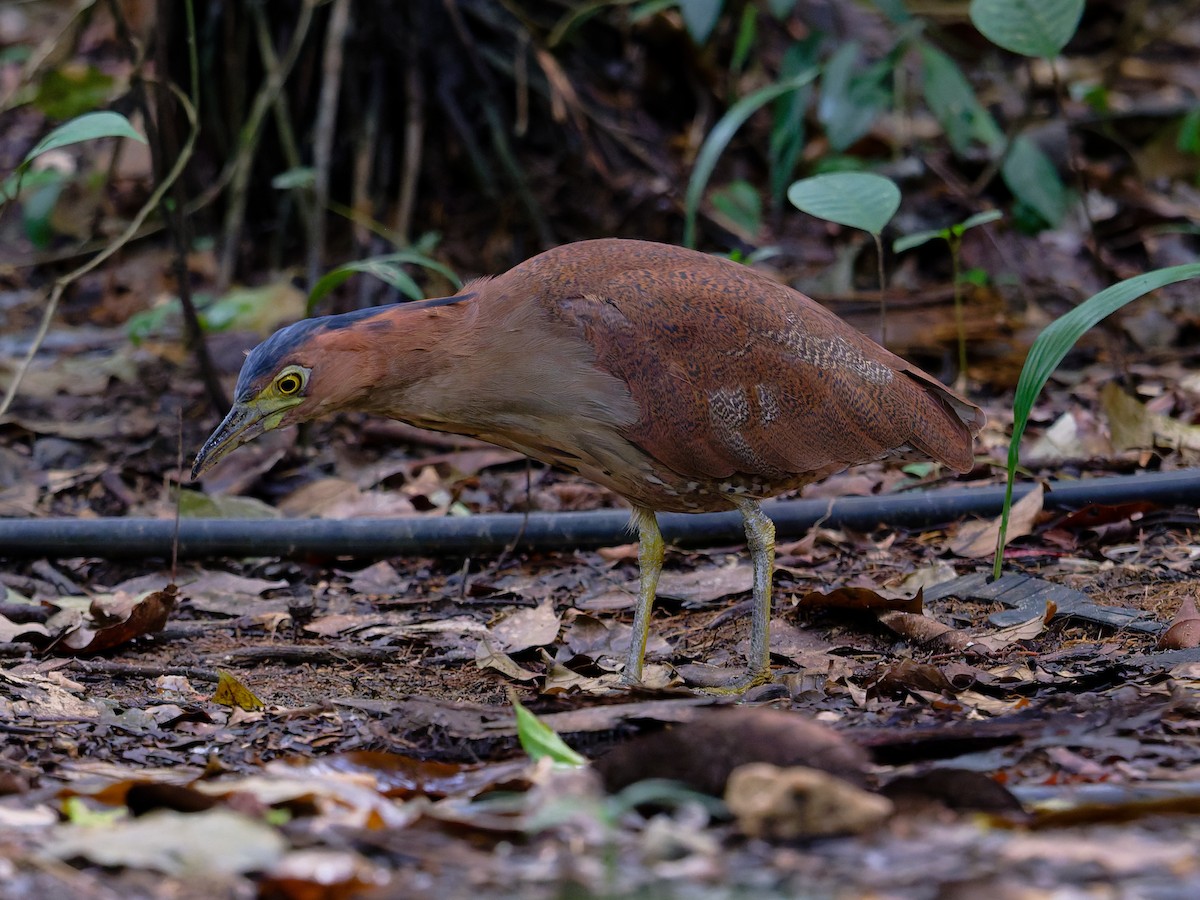 duskdverghegre - ML645885142