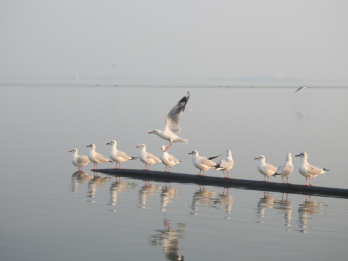 Hint Martısı - ML645885143