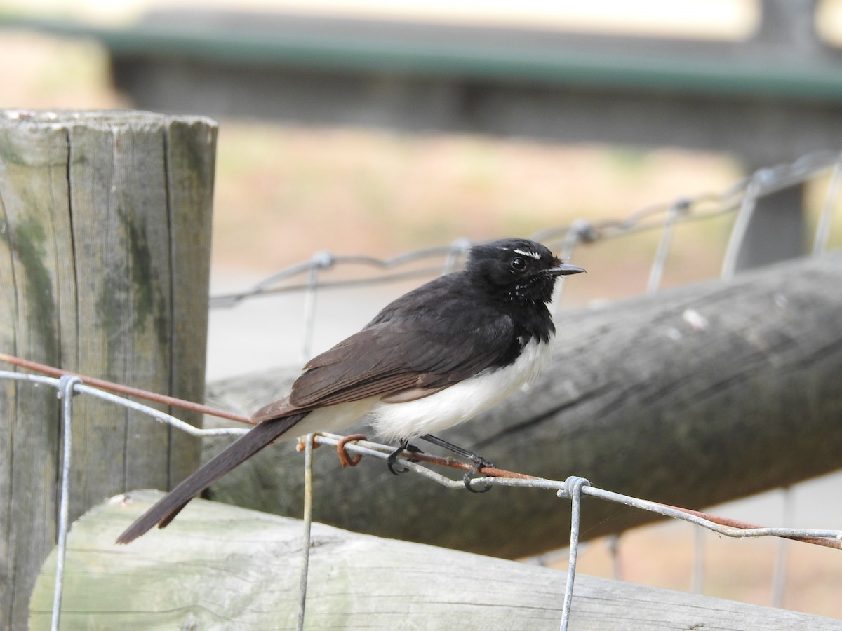 Willie-wagtail - ML645885148
