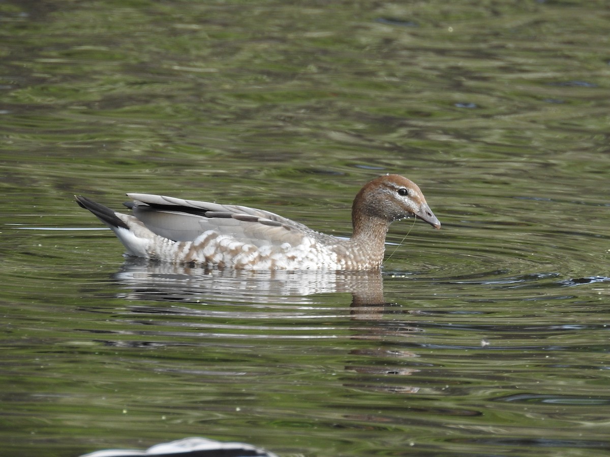 Maned Duck - ML645885151