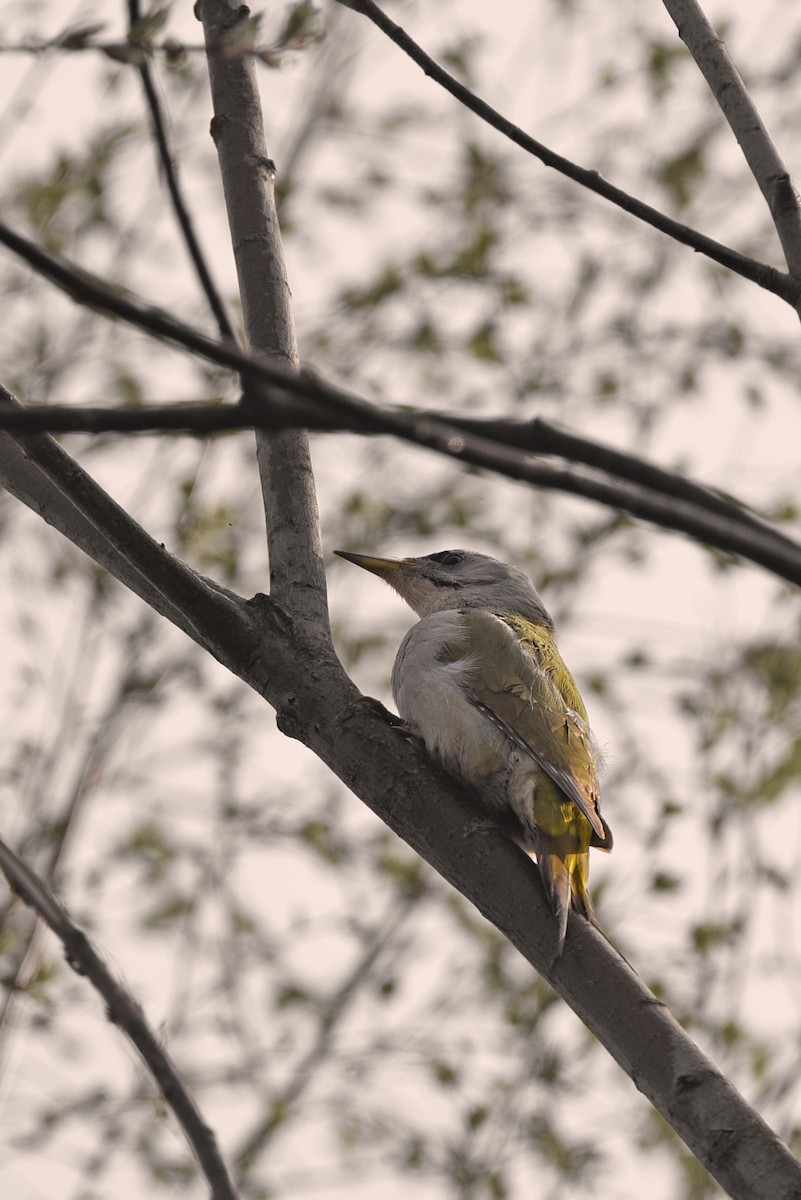 Жовна сива - ML645885152