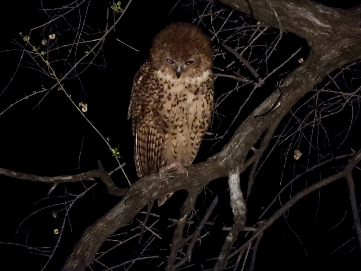 Pel's Fishing-Owl - ML645885153