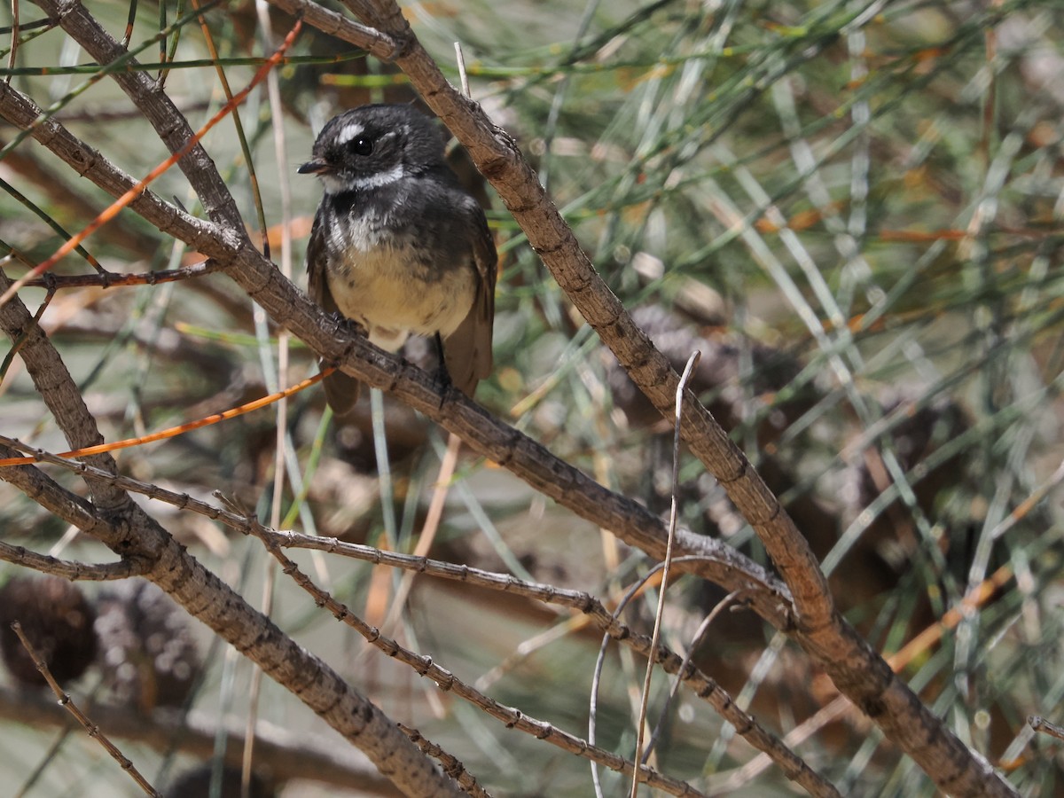 Gray Fantail - ML645885158