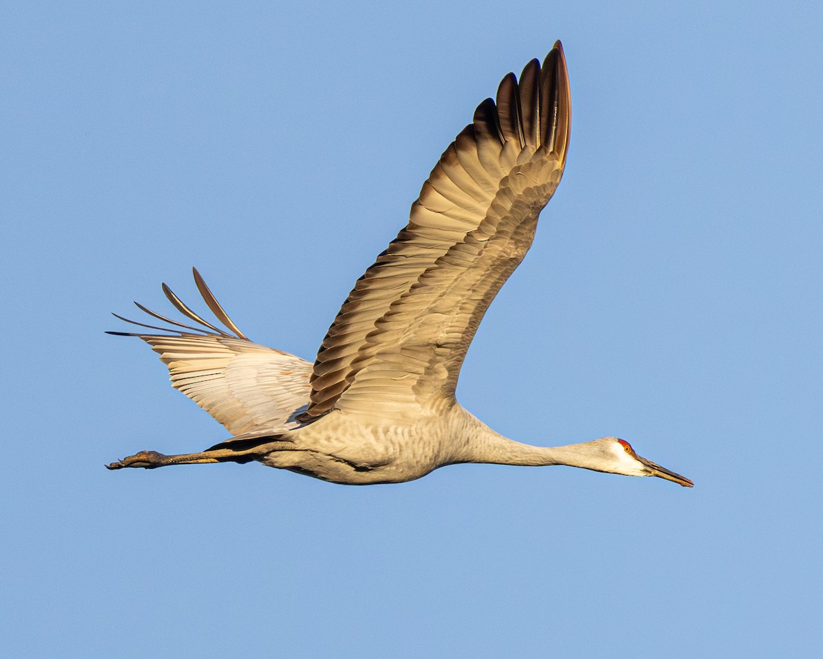 Sandhill Crane - ML645885166