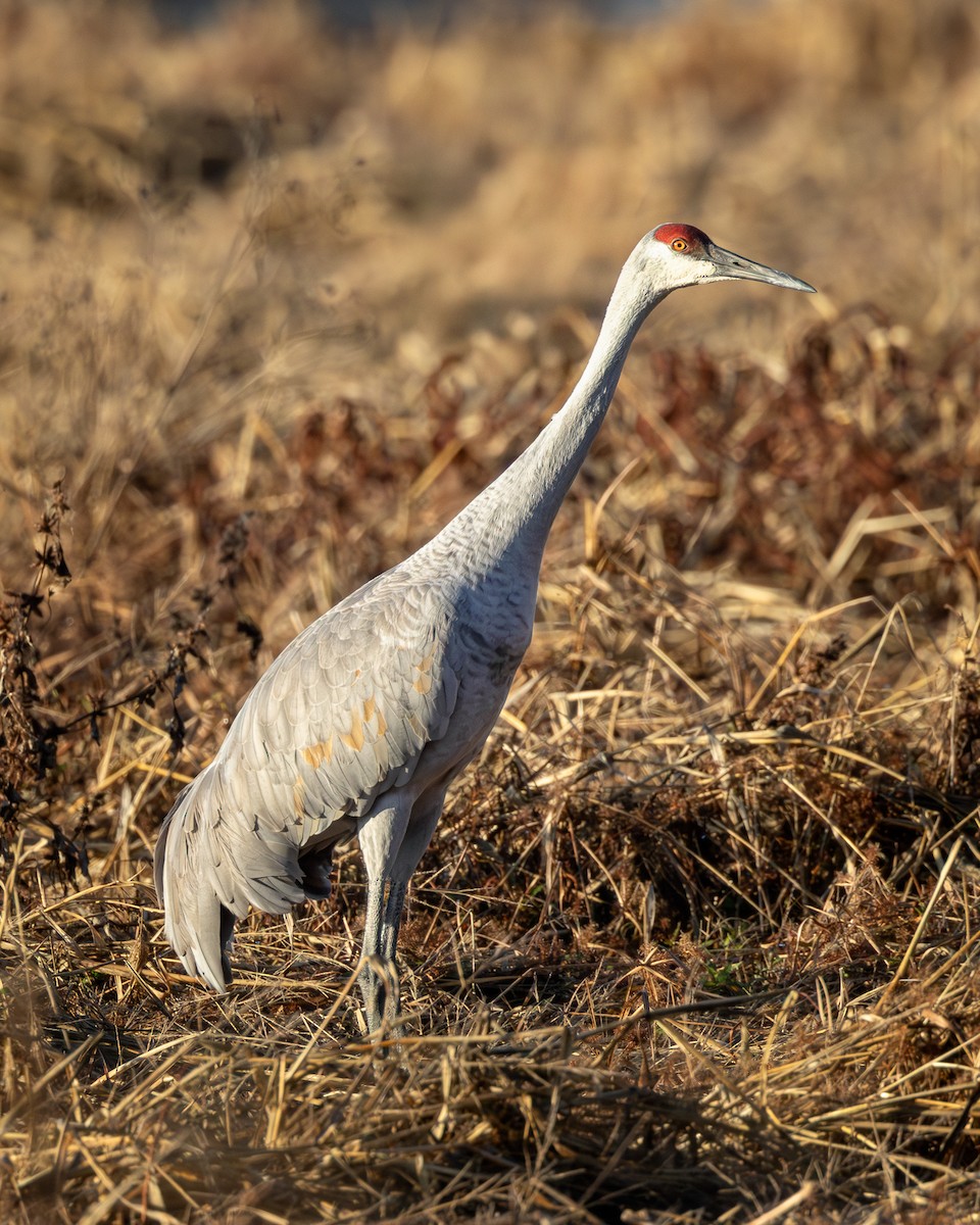 Sandhill Crane - ML645885167