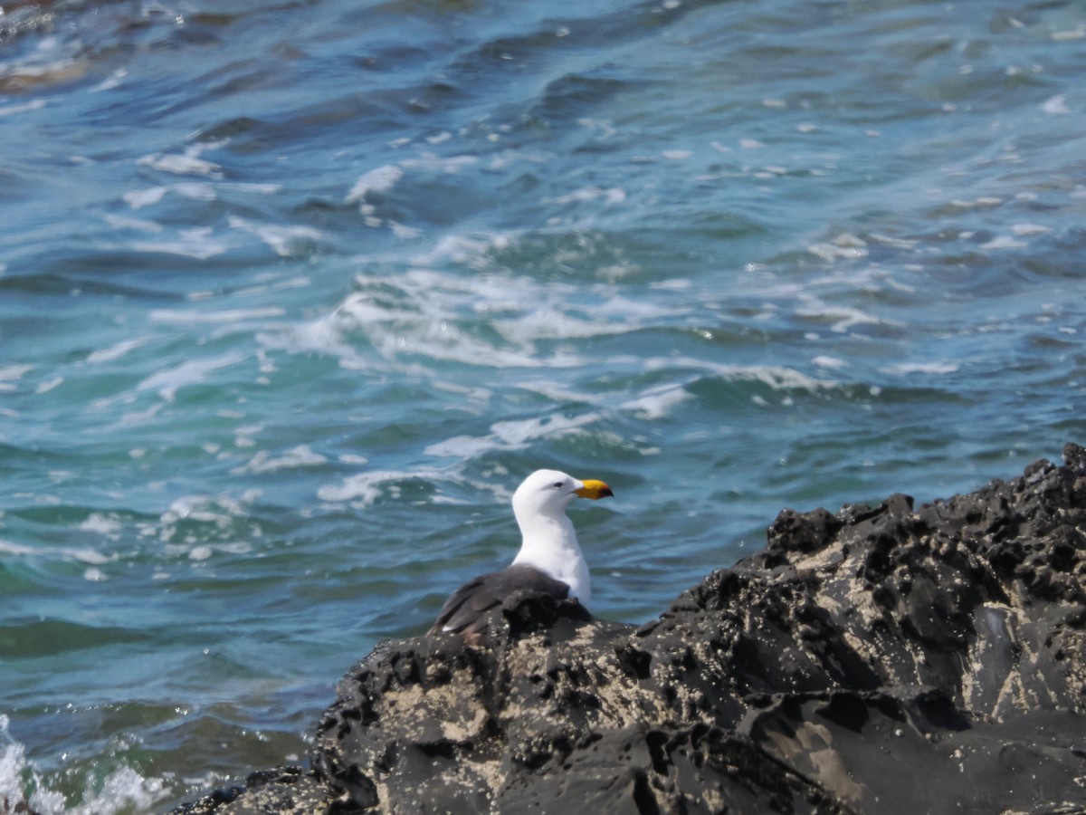 Pacific Gull - ML645885170