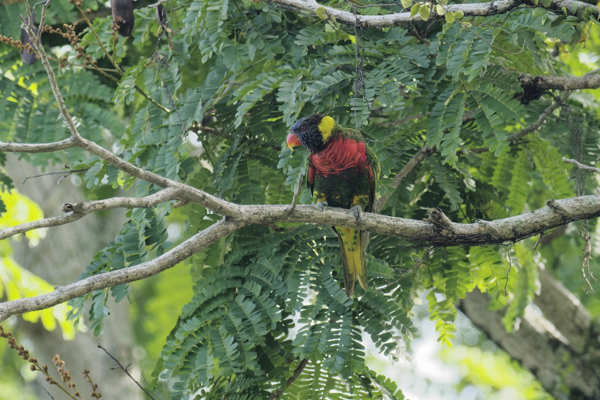 Coconut Lorikeet - ML645885171