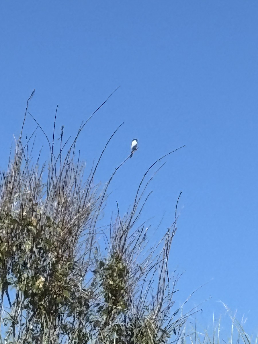 Loggerhead Shrike - ML645885174