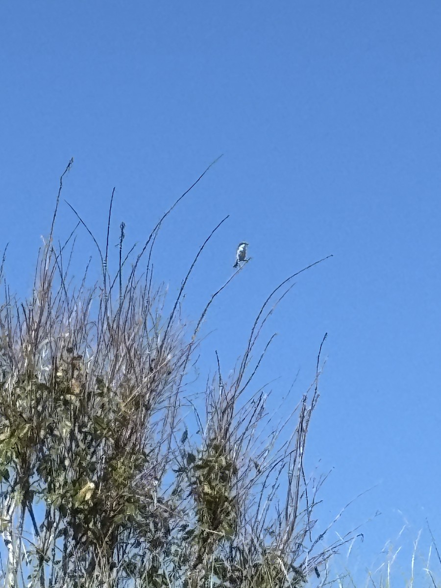 Loggerhead Shrike - ML645885175