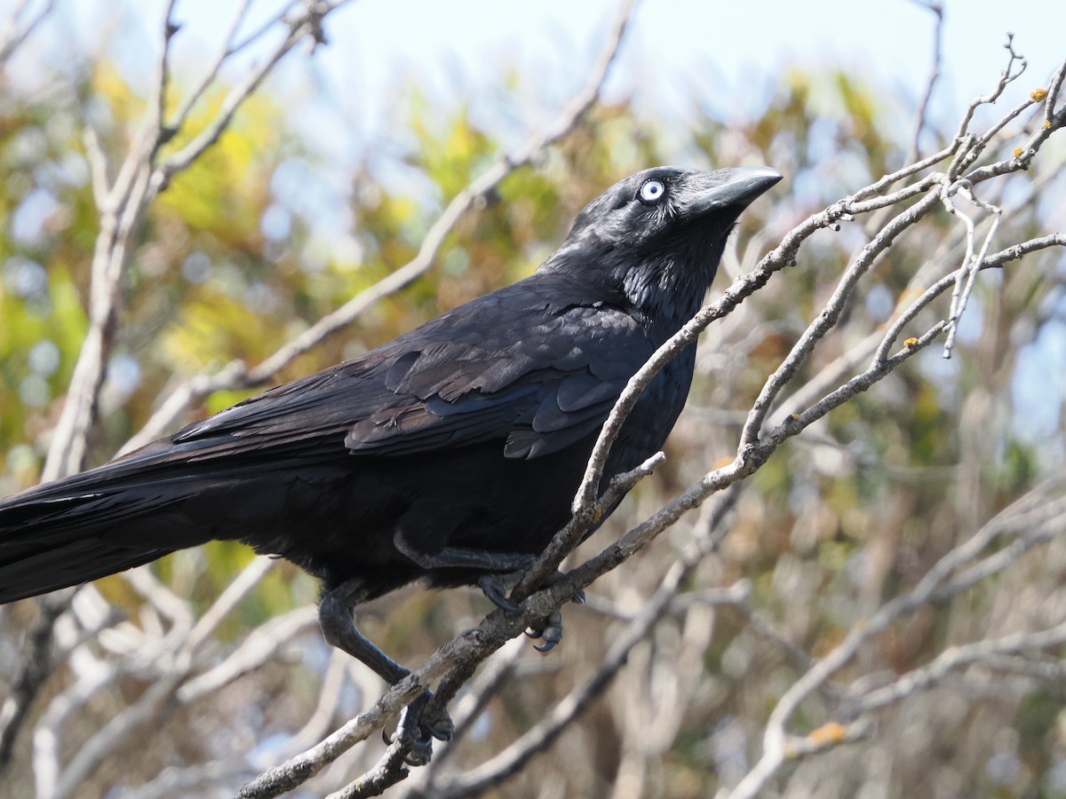 Little Raven - ML645885176