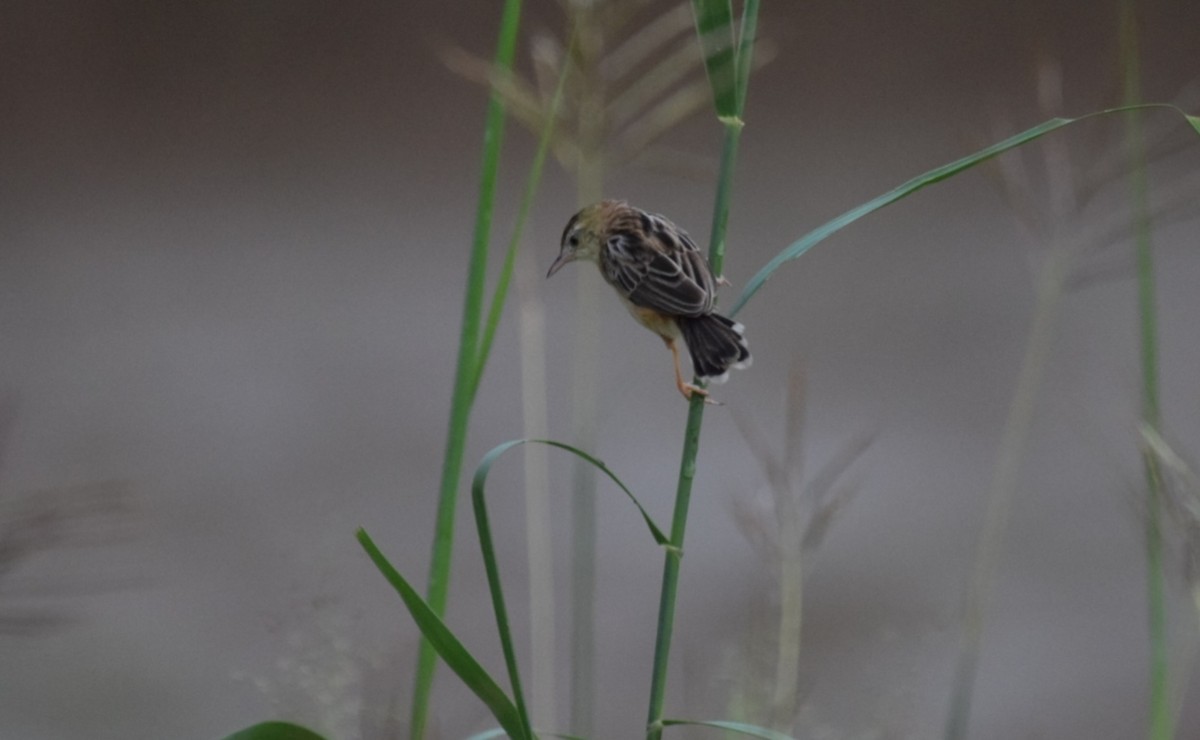 Zitting Cisticola - ML645885181