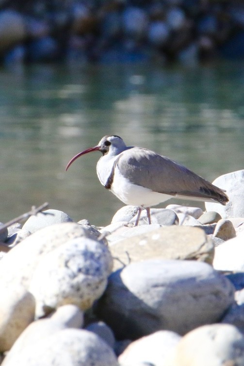 Ibisschnabel - ML645885187