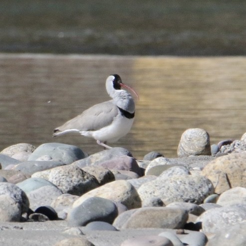 Ibisbill - ML645885188