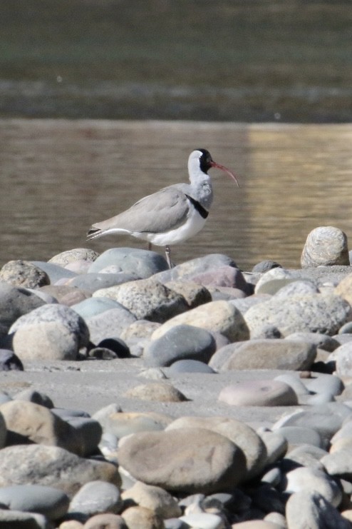 Ibisbill - ML645885189