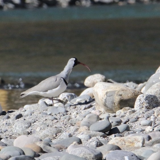 Ibisbill - ML645885190