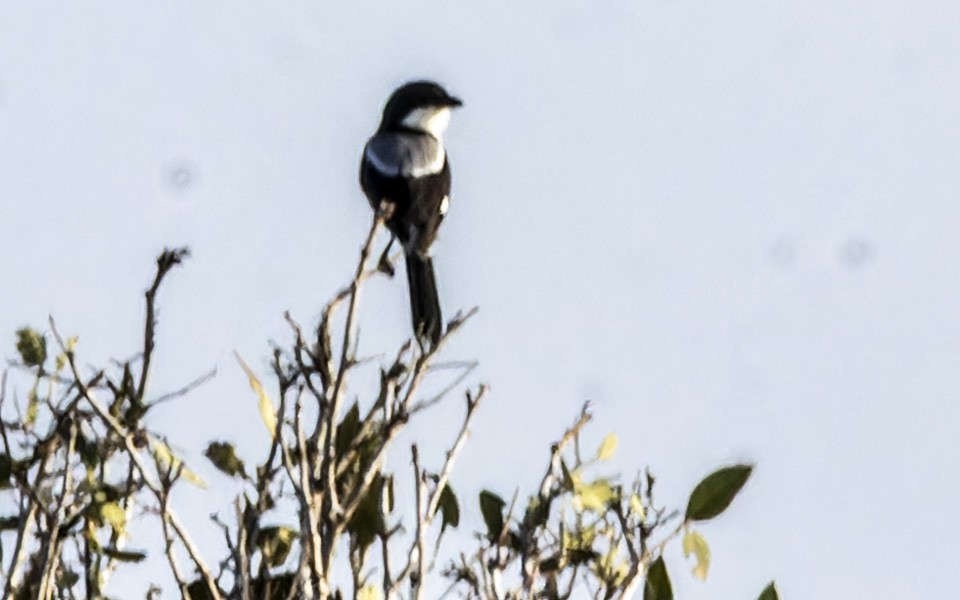 Taita Fiscal - ML645885191