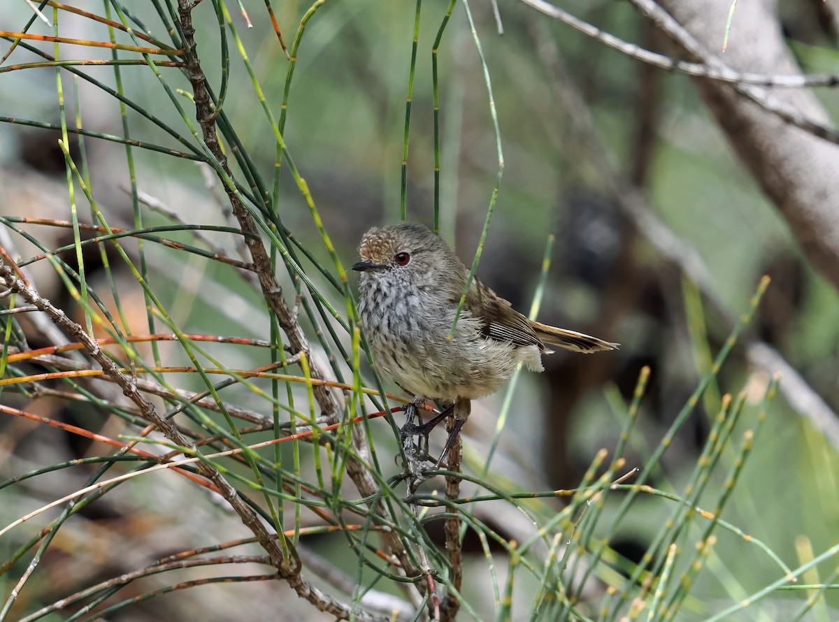 Brown Thornbill - ML645885192