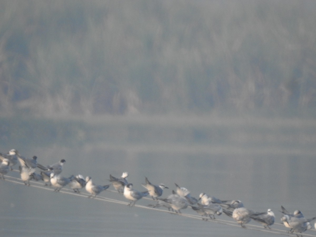 Whiskered Tern - ML645885196