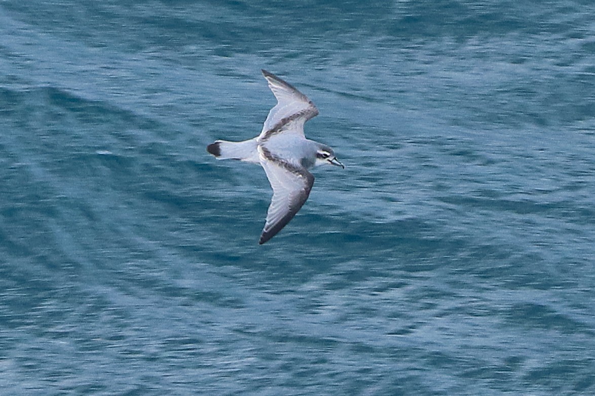 Antarctic Prion - ML645885197