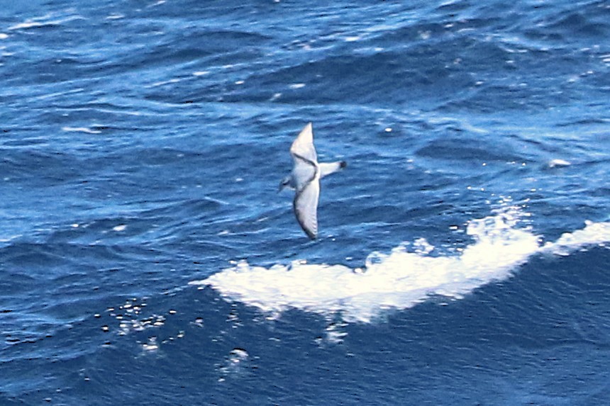 Antarctic Prion - ML645885198