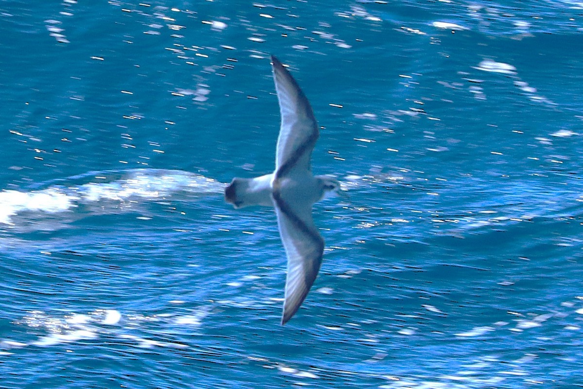 Antarctic Prion - ML645885199