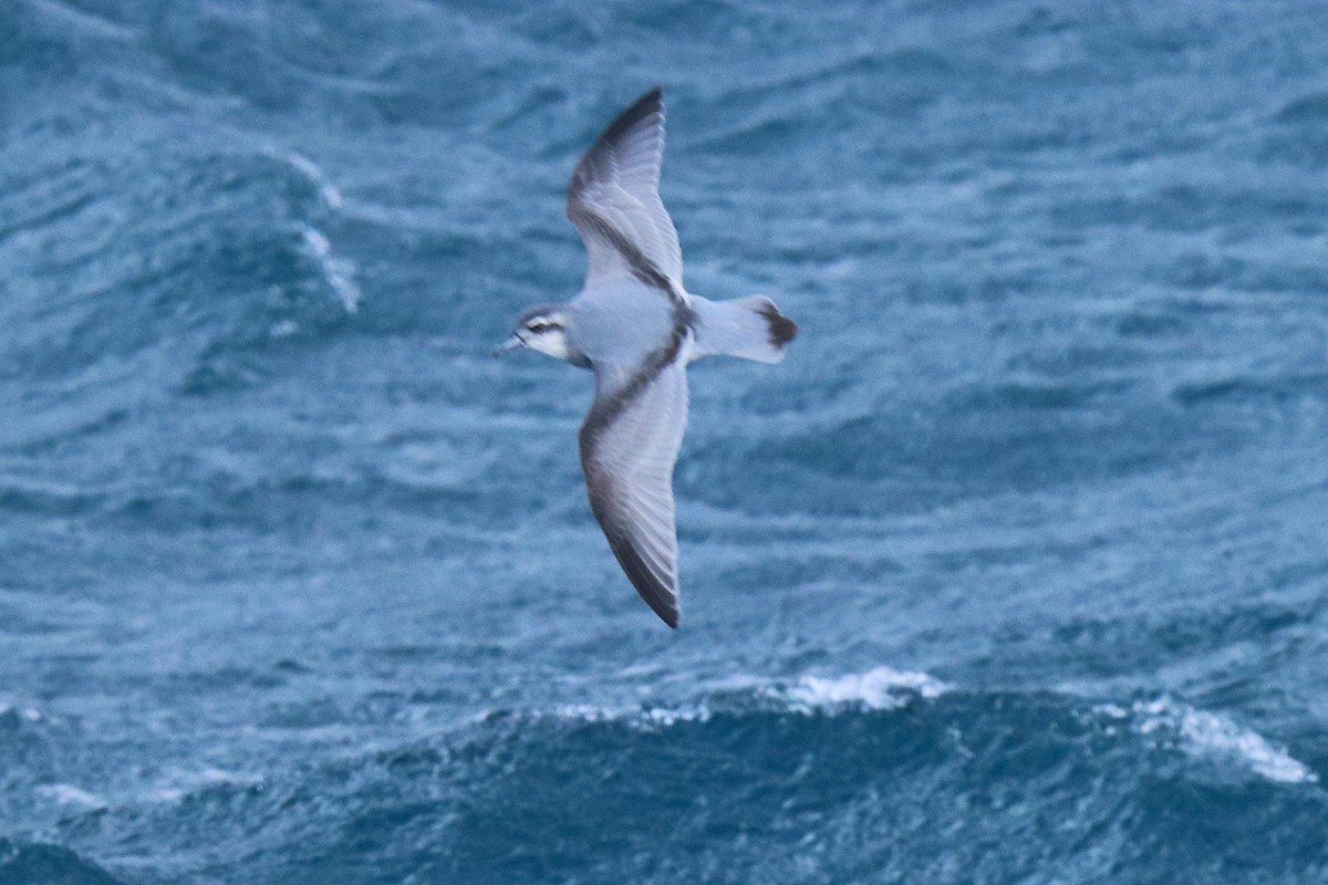 Antarctic Prion - ML645885200