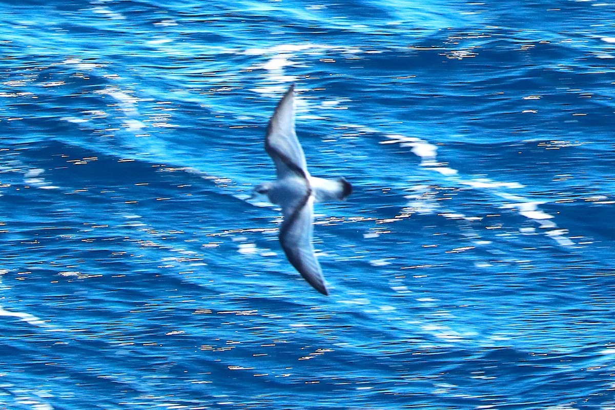 Antarctic Prion - ML645885201