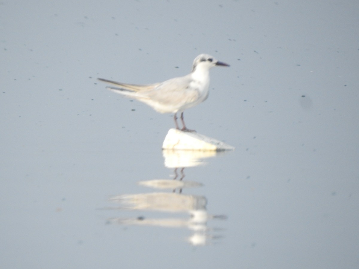 Whiskered Tern - ML645885202