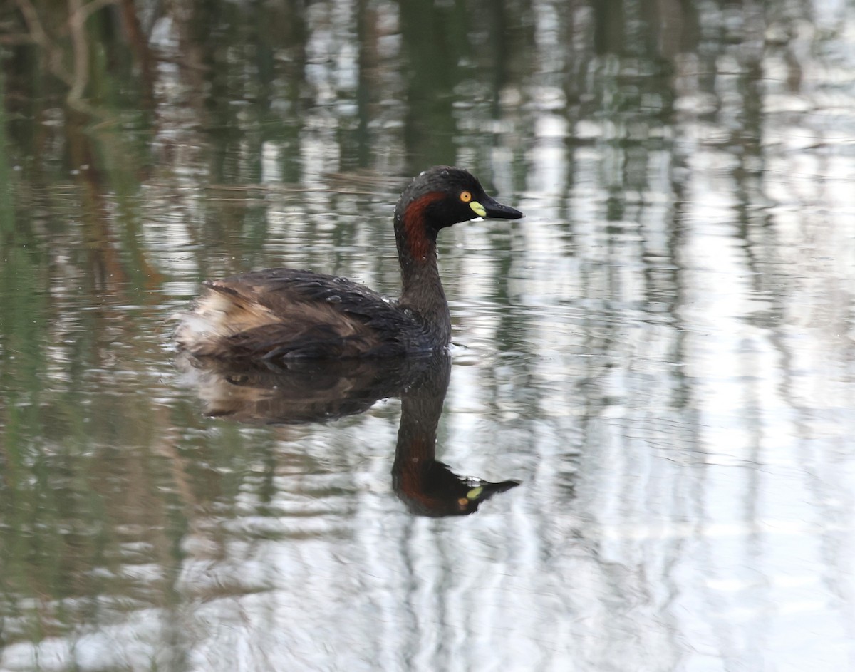 Australasian Grebe - ML645885203