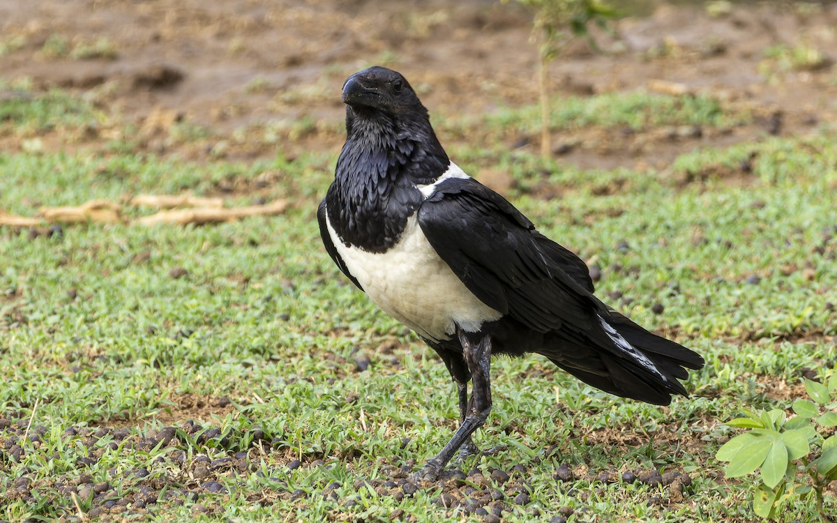 Pied Crow - ML645885204