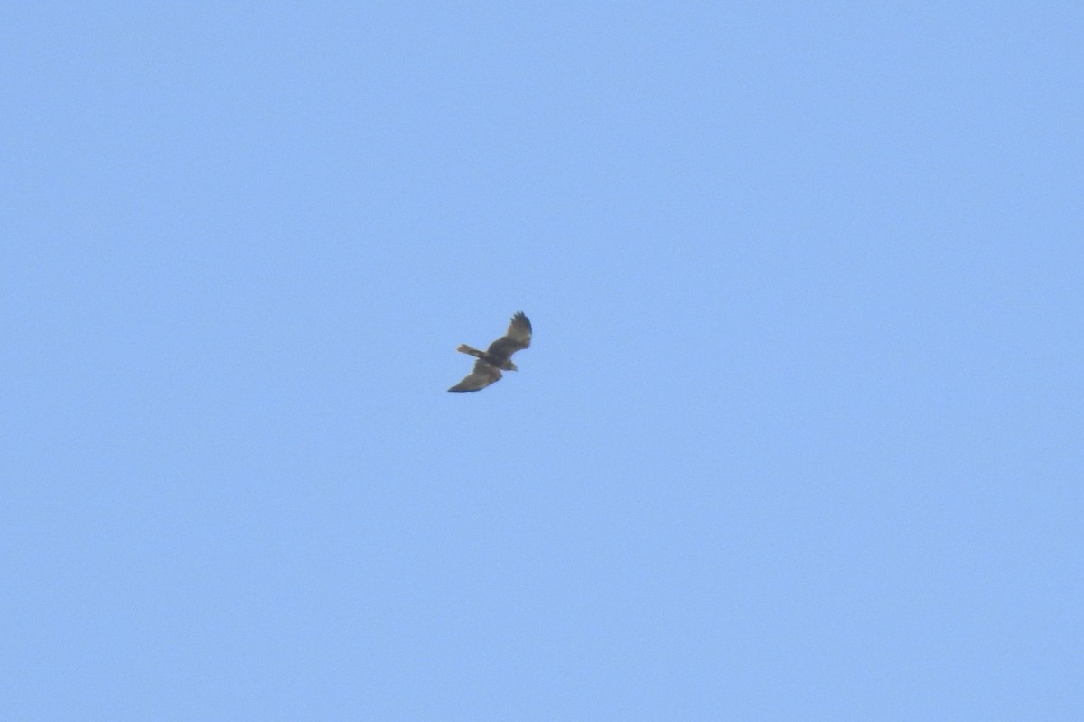 Western Marsh Harrier - ML645885205