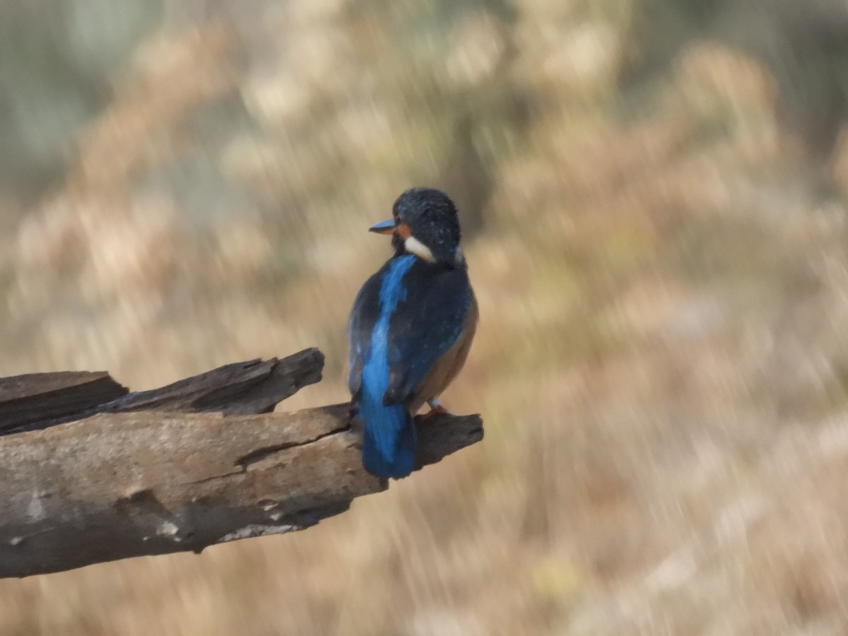 Common Kingfisher - ML645885206