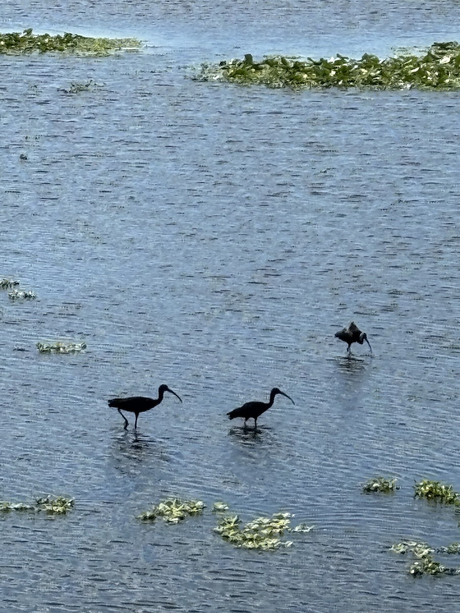 Glossy Ibis - ML645885210
