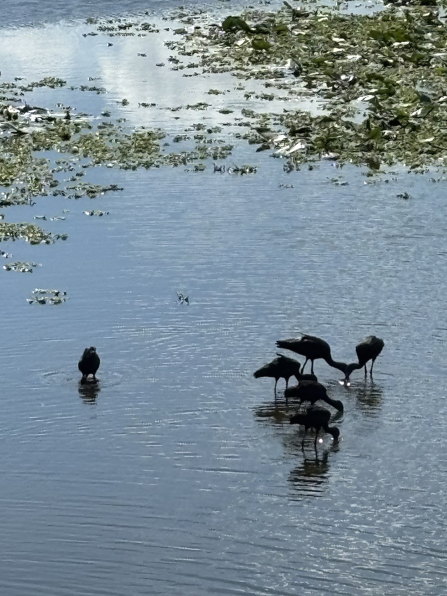 Glossy Ibis - ML645885211
