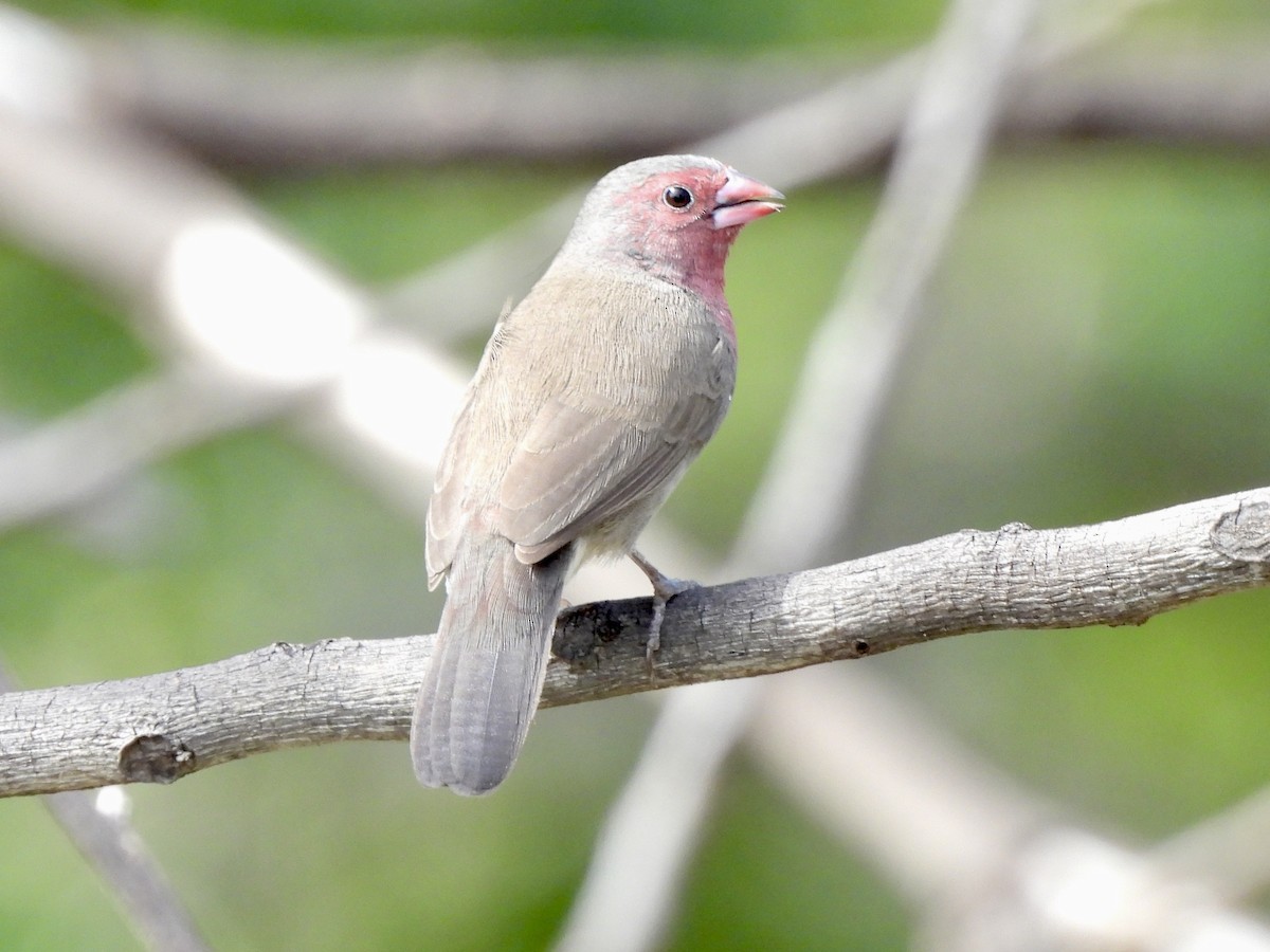 Brown Firefinch - ML645885212