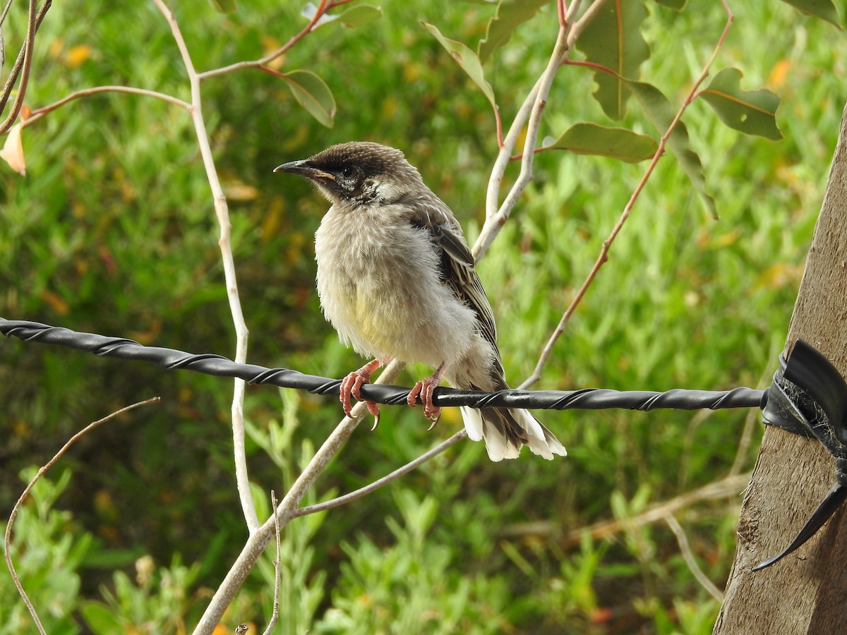Red Wattlebird - ML645885214