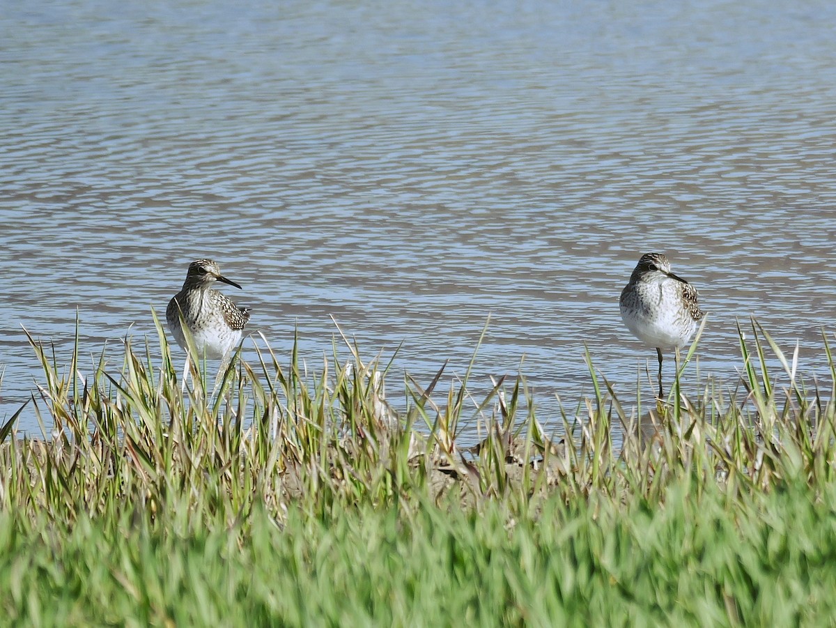vodouš bahenní - ML645885216