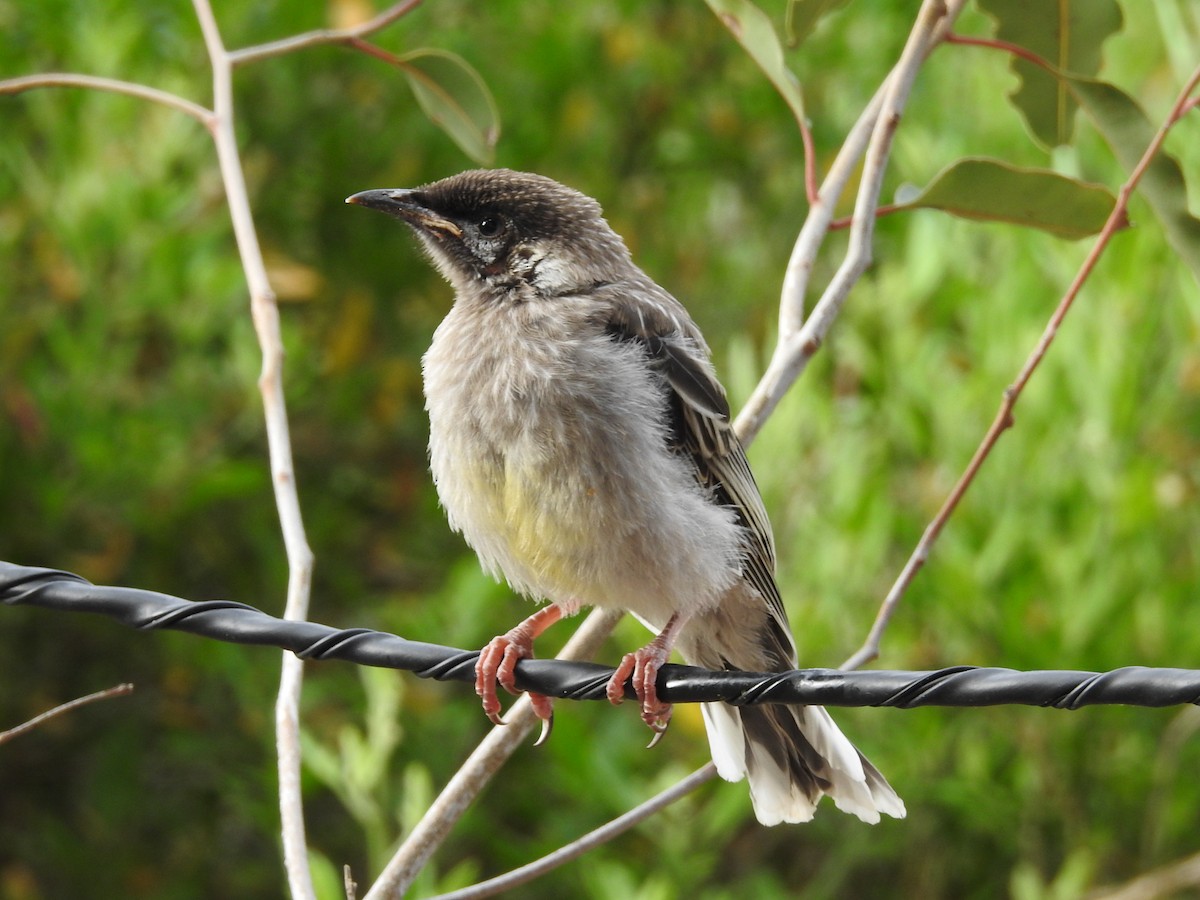 Red Wattlebird - ML645885226