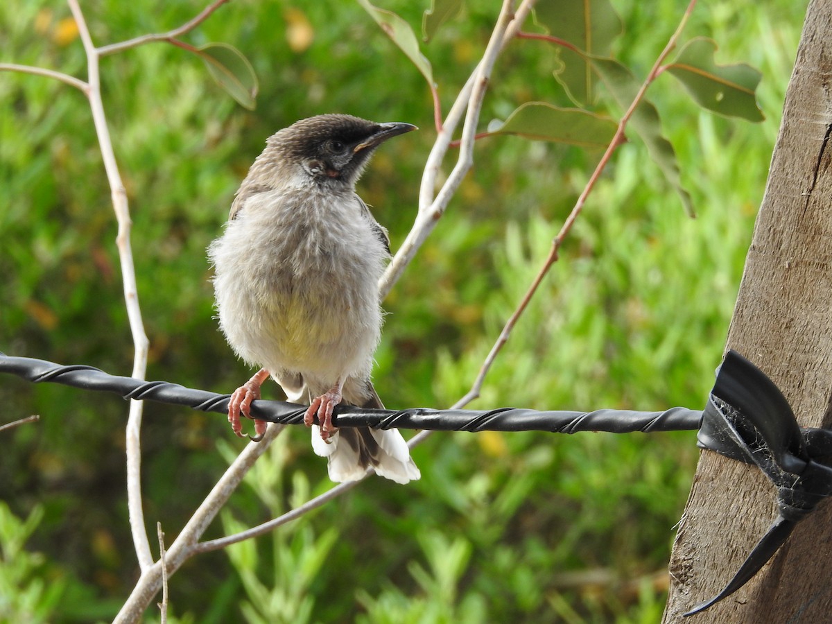 Red Wattlebird - ML645885227
