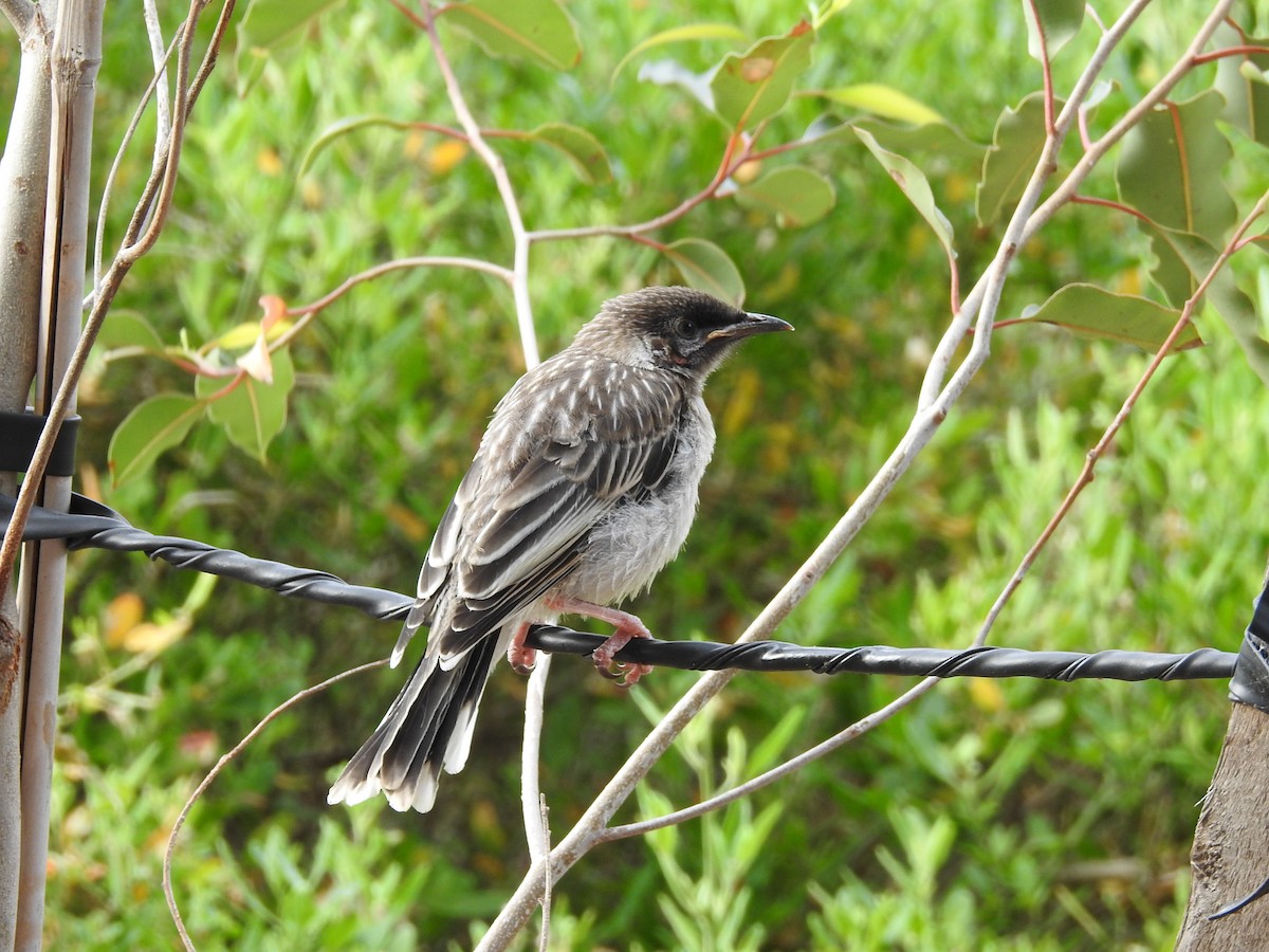 Red Wattlebird - ML645885228