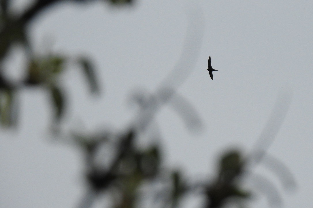 Common Swift - ML645885237