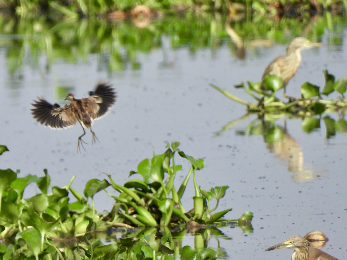 Lesser Jacana - ML645885248