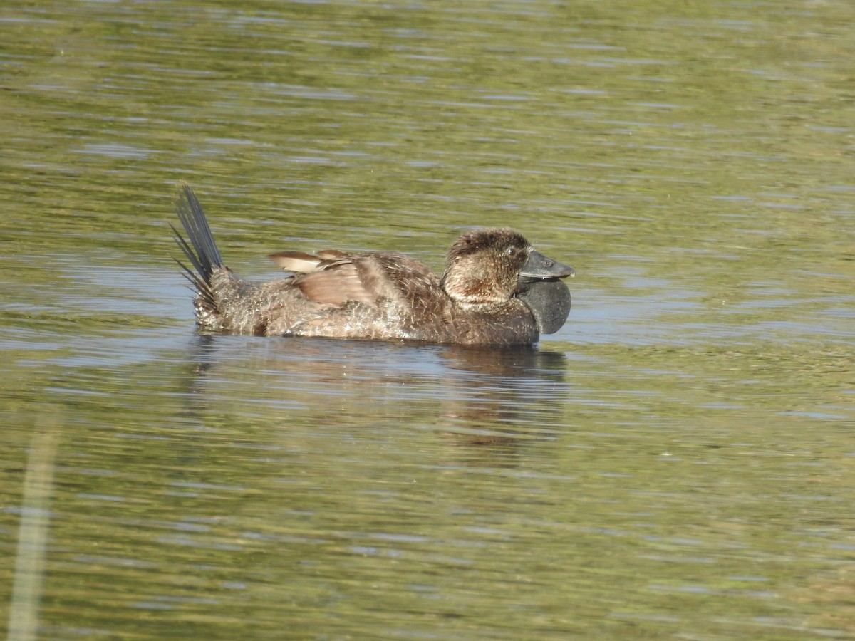 Musk Duck - ML645885251