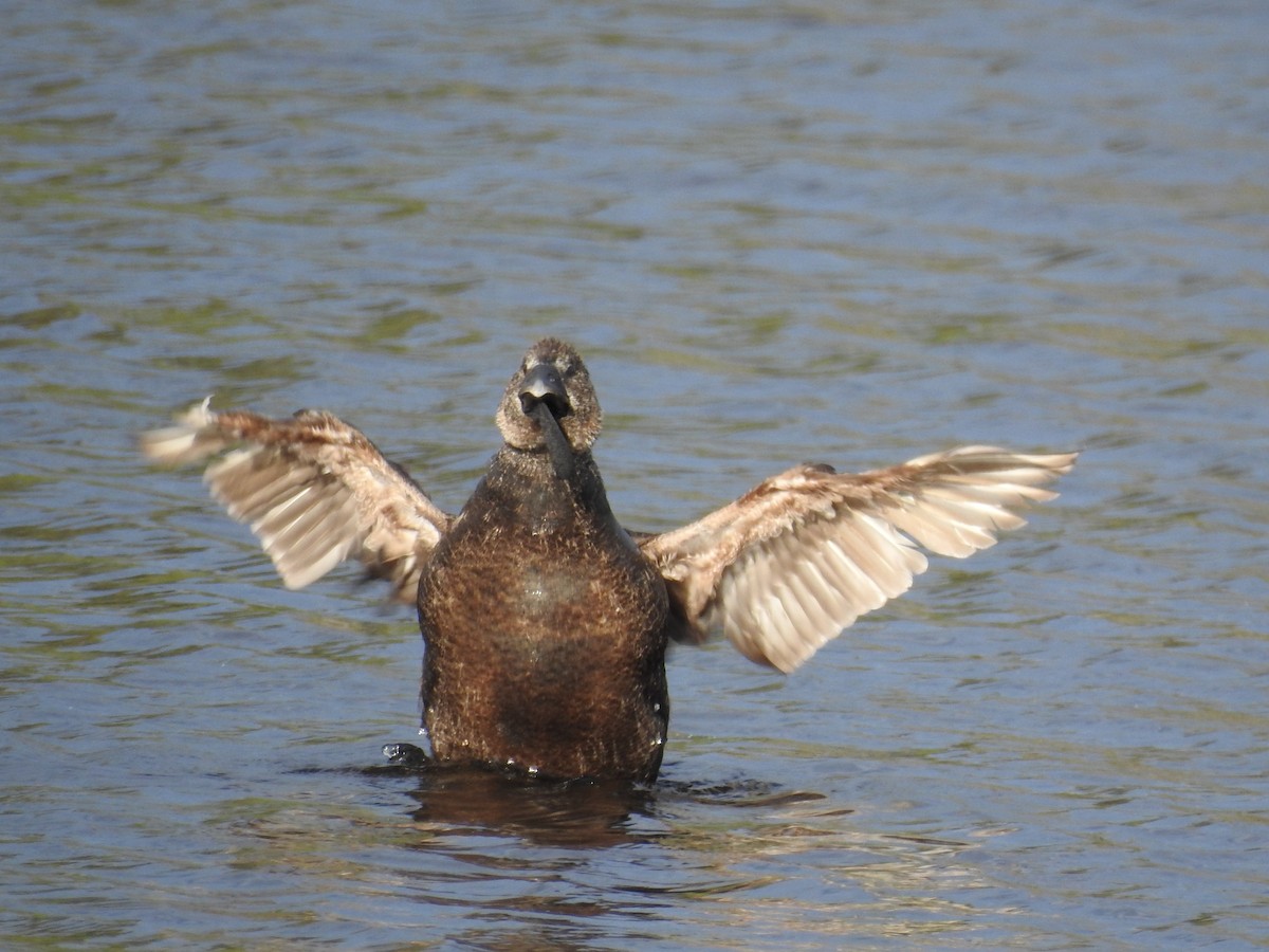 Musk Duck - ML645885255