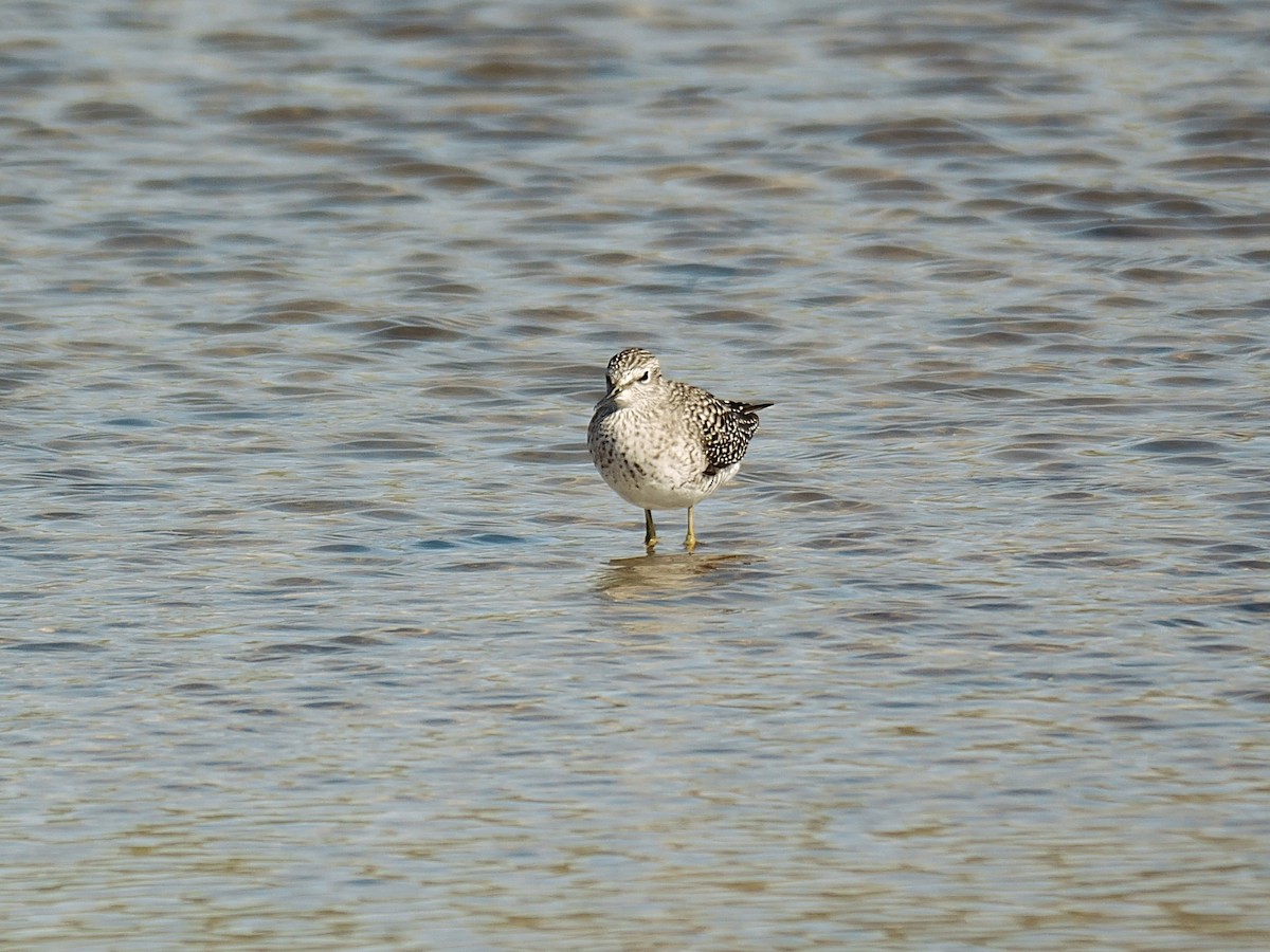 vodouš bahenní - ML645885258