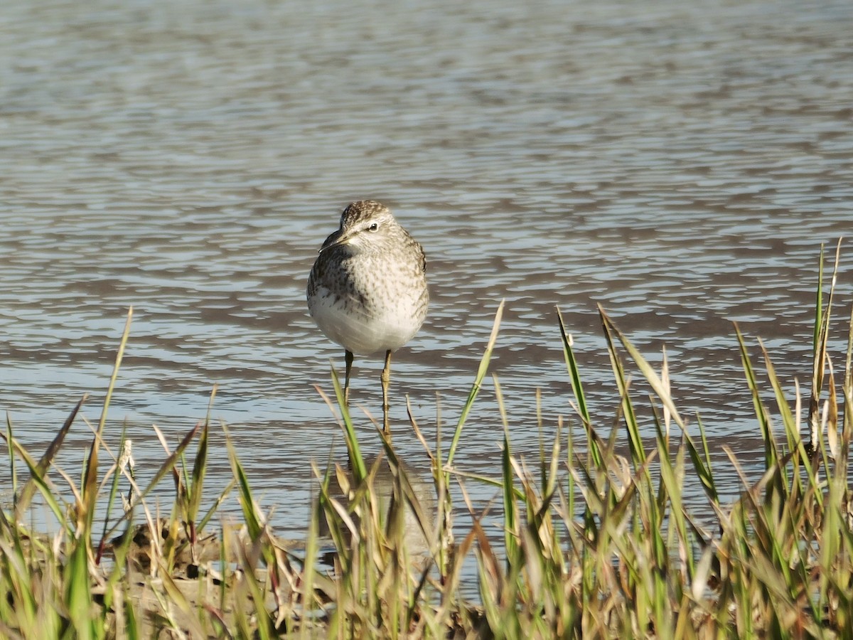 vodouš bahenní - ML645885259