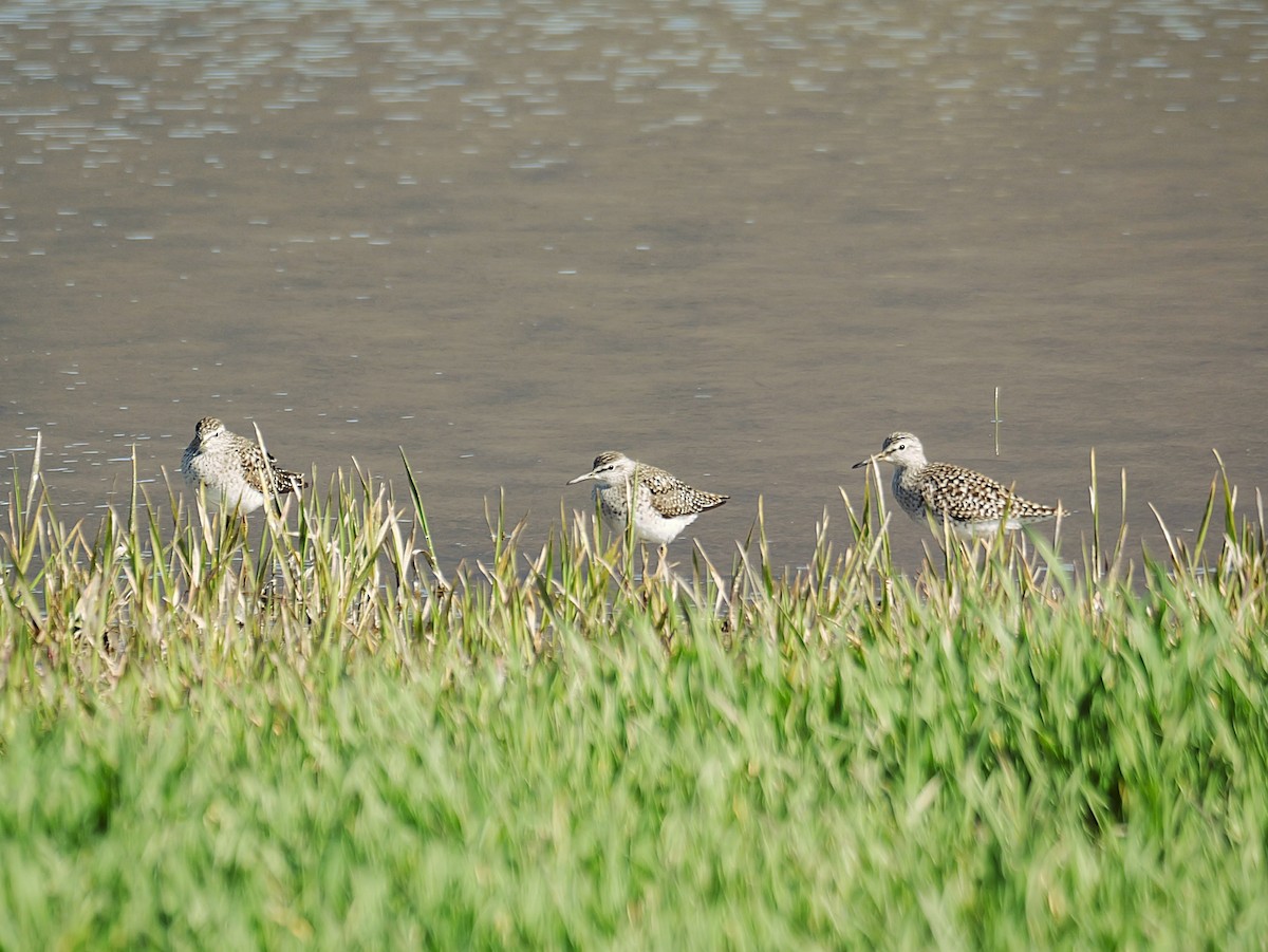 vodouš bahenní - ML645885260